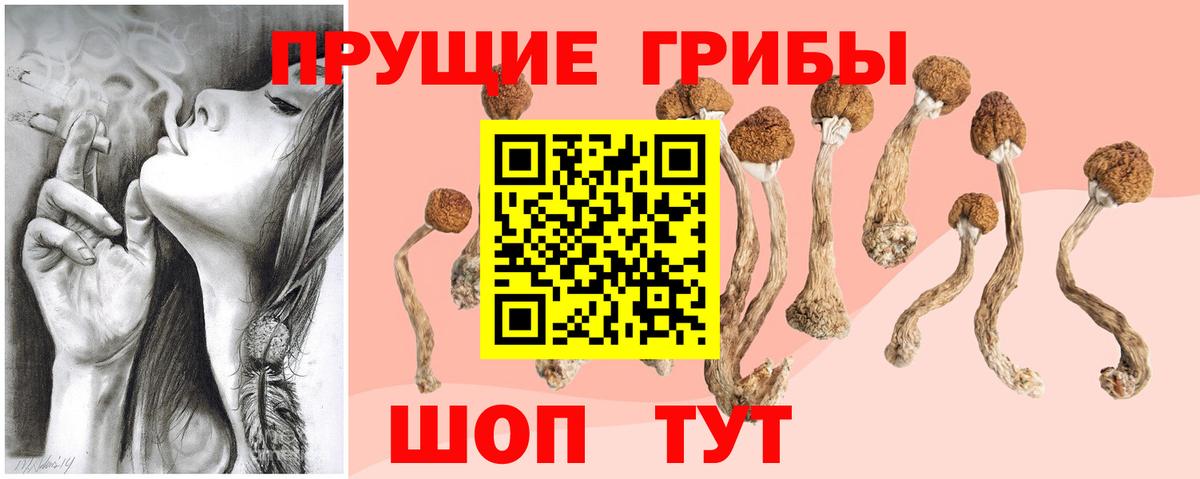 Галлюциногенные грибы Psilocybe Кызыл